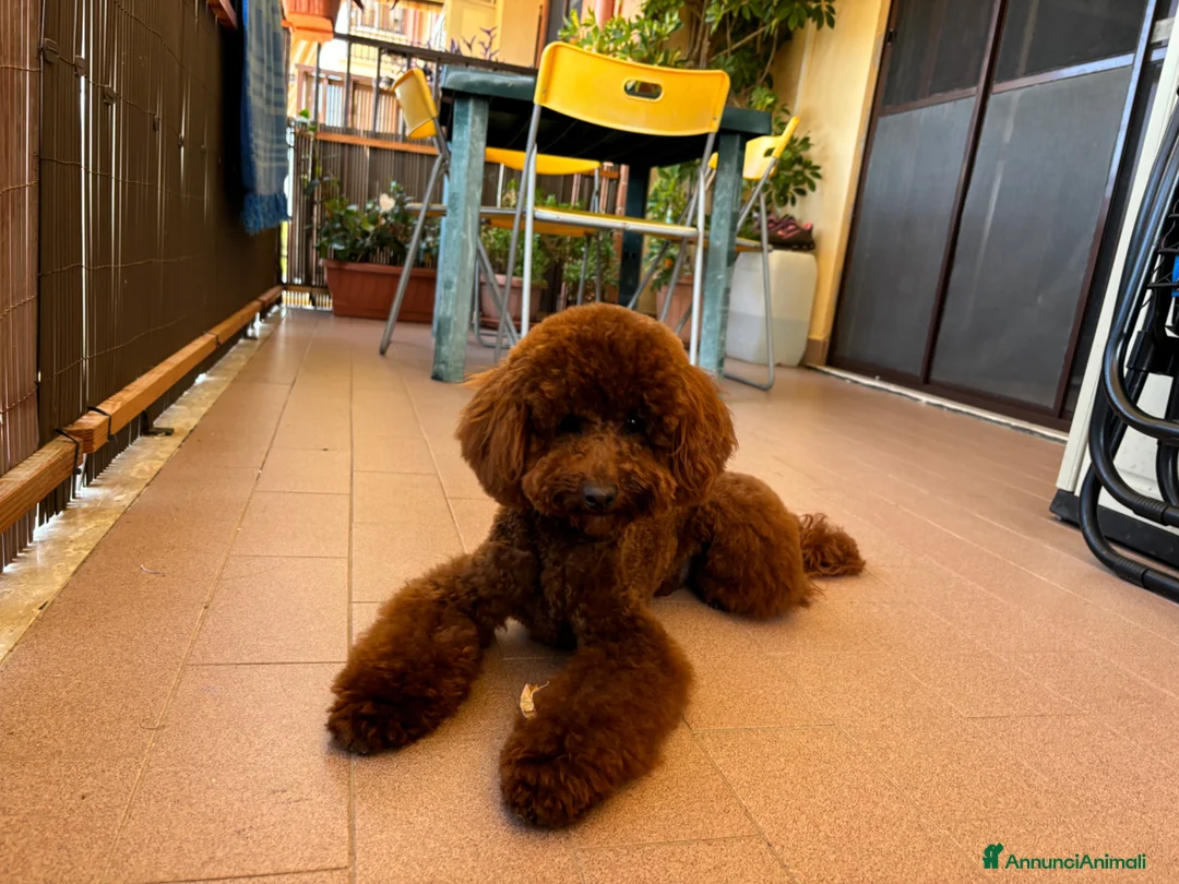 Immagine della galleria {{count}}