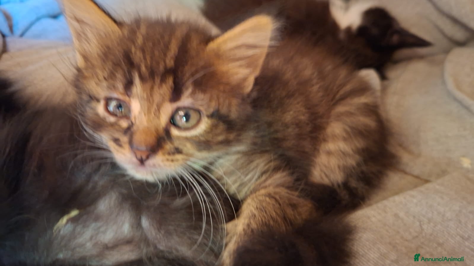 Altre razze gatti Gattina tigrata dolcissima - Annuncio 1