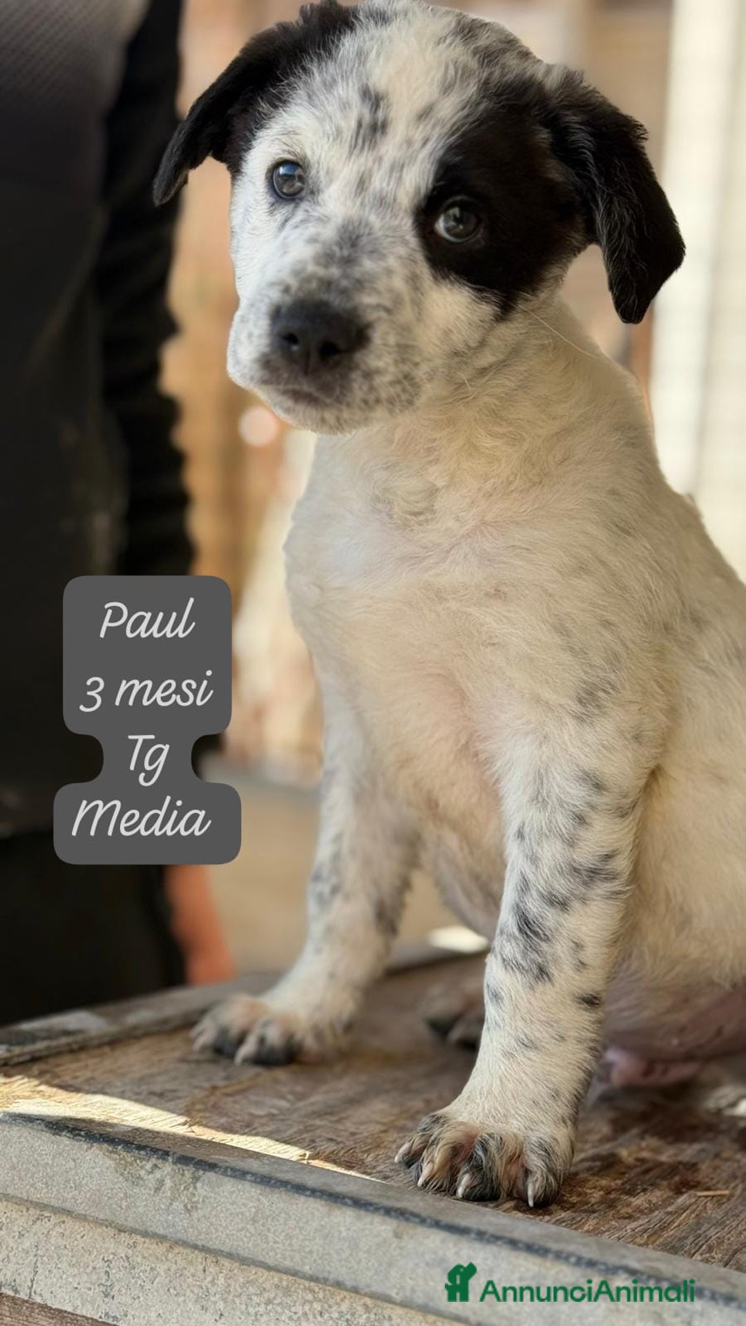 Meticcio cani in regalo: Cuccioli urgentemente cercano casa - Annuncio 1