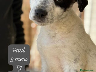 Meticcio cani Cuccioli urgentemente cercano casa - Annuncio 1