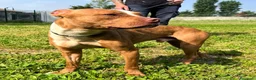 Meticcio cani in regalo: DANKO BELLISSIMO PIT - Annuncio 2
