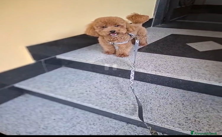 Barboncino Toy cani Monta - Annuncio 2