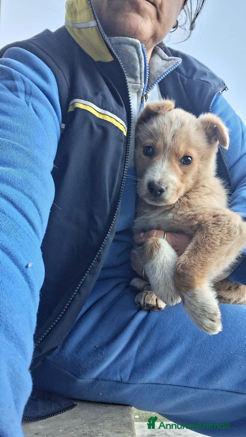 Golden Retriever cani Holden cerca casa!!  - Annuncio 2