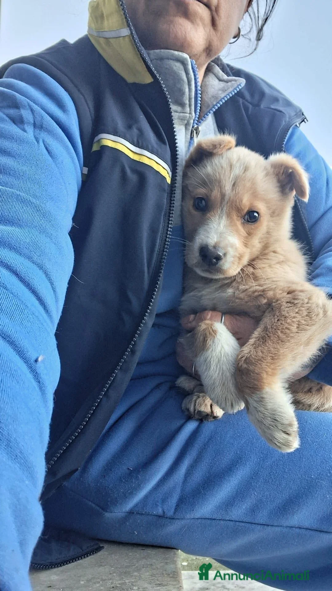 Golden Retriever cani in regalo: Holden cerca casa!!  - Annuncio 2