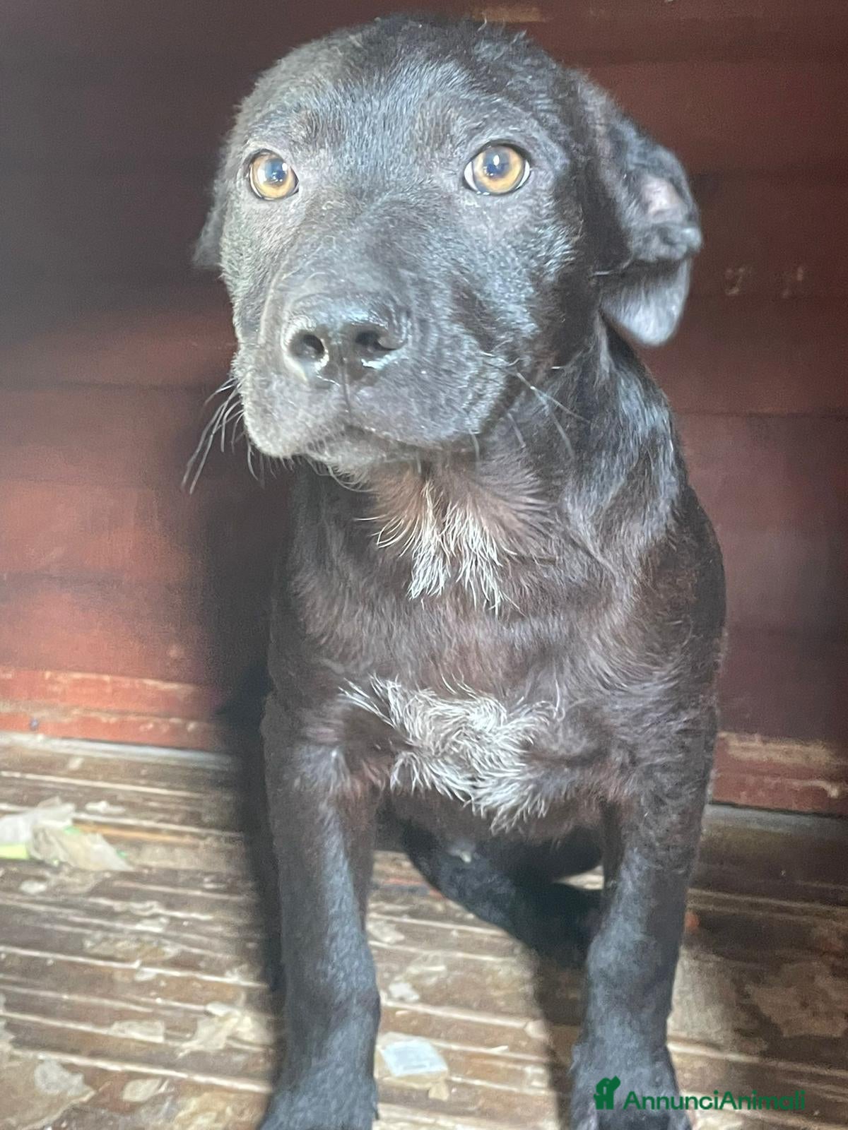 Meticcio cani SOS SOS SIMON a Città metropolitana di Roma Capitale - Annuncio 38