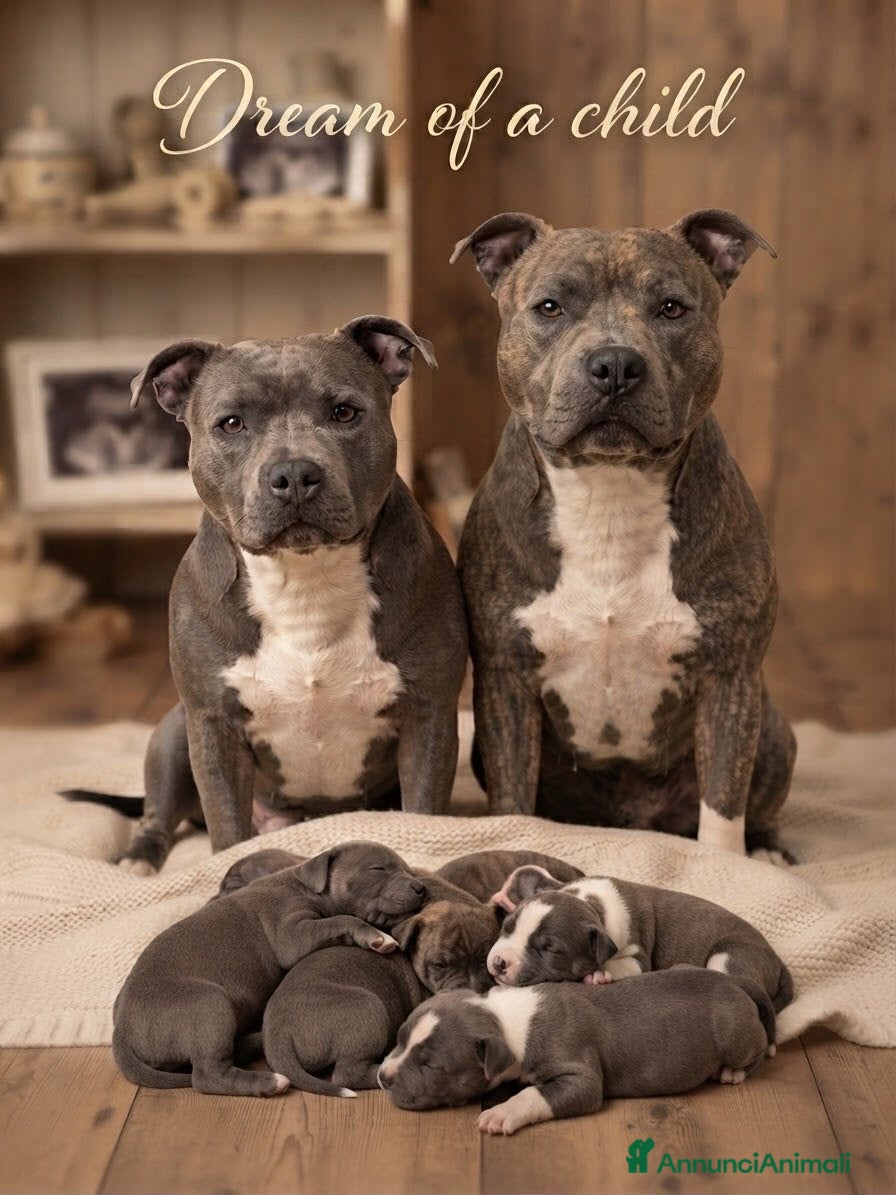 Staffordshire cani in vendita: Staffordshire bull terrier blu - Annuncio 1