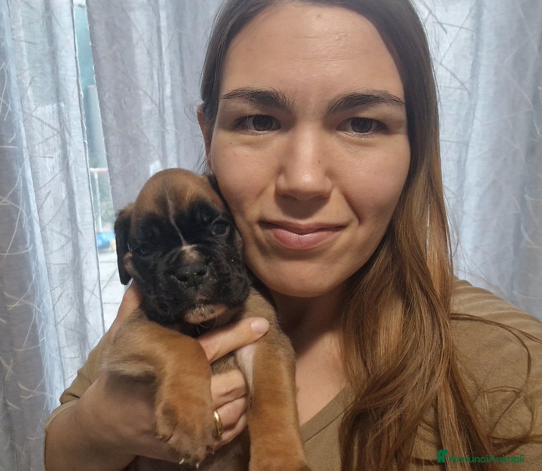 Boxer cani in vendita: Boxer cuccioli con pedigree - Annuncio 3
