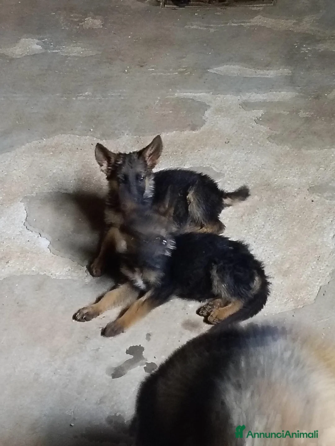 Pastore Tedesco cani in vendita: Cuccioli pastore tedesco  - Annuncio 2