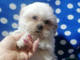 Shih Tzu cani Shih Tzu cuccioli bianchi, taglia molto piccola - Annuncio 6