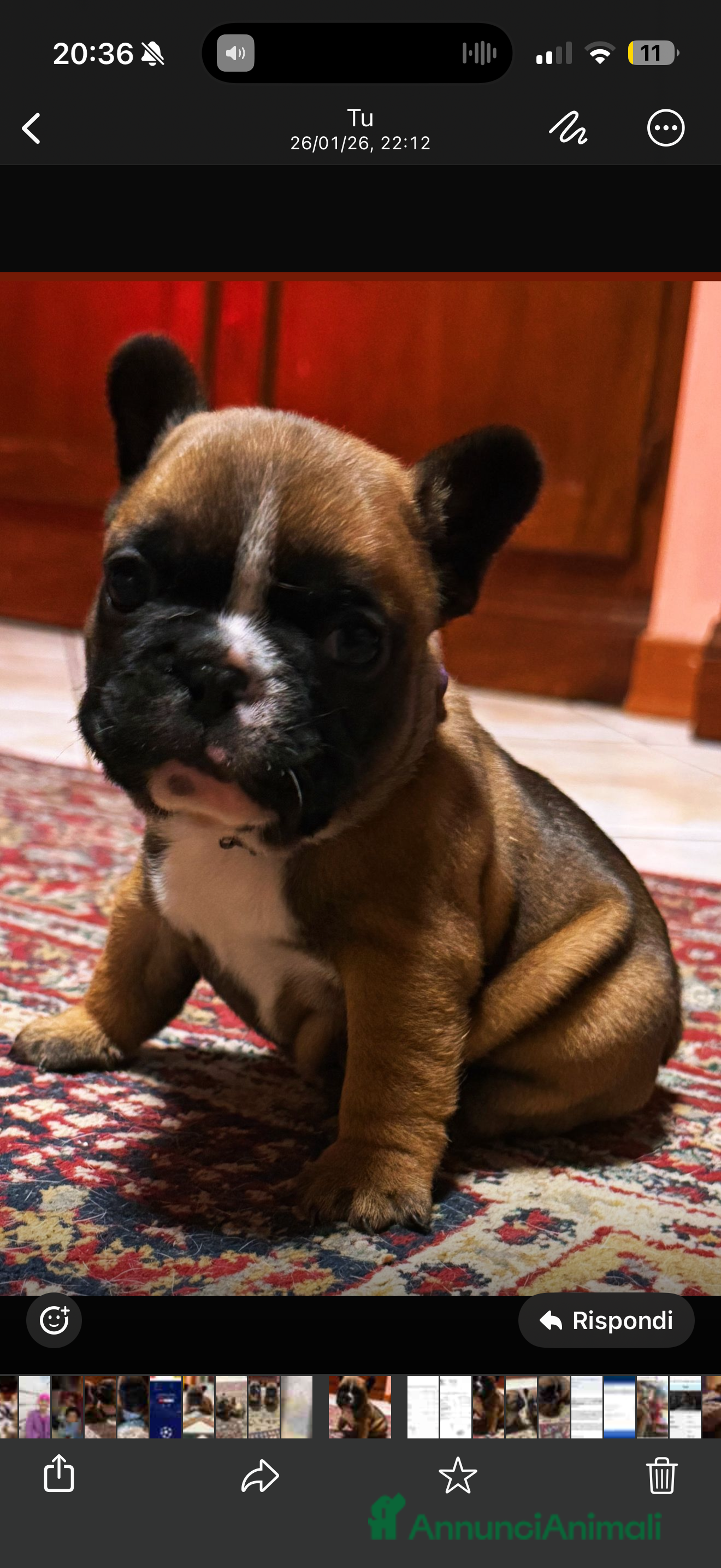 Bulldog Francese cani Femmina fulva Bouldogue francese con pedigreeenci  - Annuncio 7
