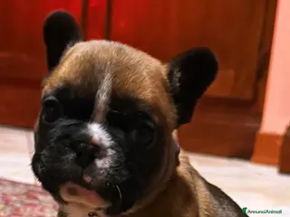 Bulldog Francese cani Femmina fulva Bouldogue francese con pedigreeenci - Annuncio 7