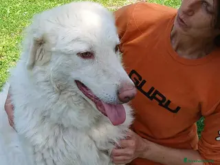 Meticcio cani IL DOLCE FULVIO HA BISOGNO DI UNA CASA - Annuncio 28