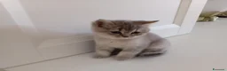 Scottish gatti in vendita: Cuccioli Scottish  - Annuncio 25