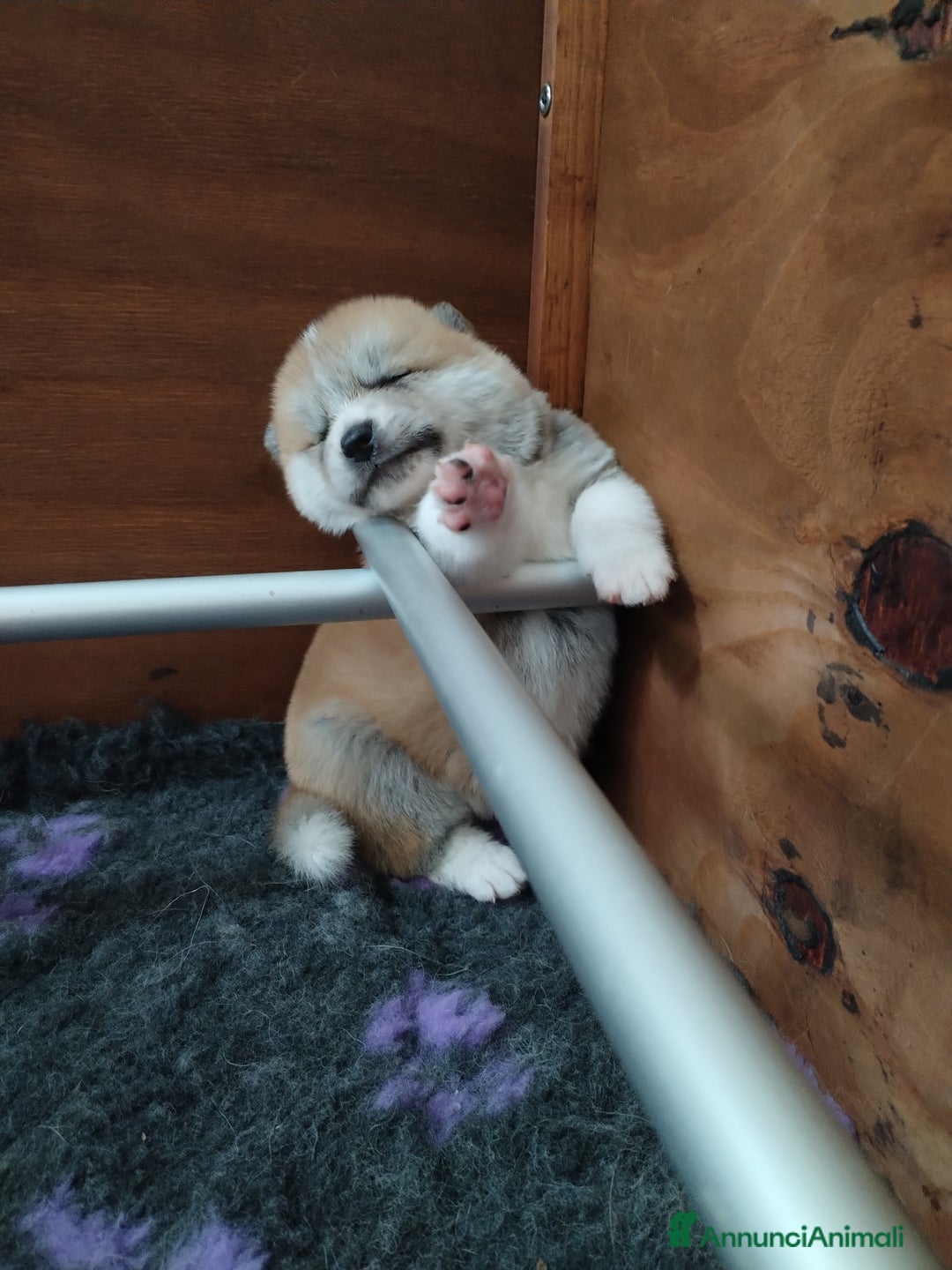 Akita Inu cani in vendita: Cuccioli di Akita LOMBARDIA  - Annuncio 11