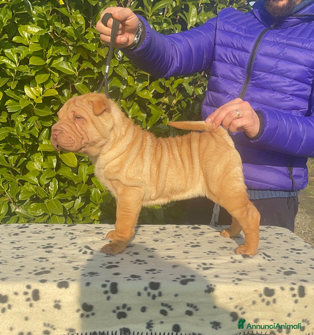 Shar Pei cani in vendita: Shar Pei alta genealogia  - Annuncio 5