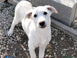 Meticcio cani Neve un dolce cucciolo bianco da adottare - Annuncio 19