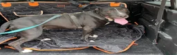 Meticcio cani in regalo: Simil Pitbull 5anni MOLTO BUONA NESSUNO LA NOTA.MN - Annuncio 3