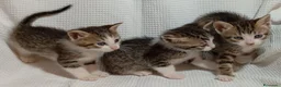 Meticcio gatti in vendita: gattini portafortuna - Annuncio 4
