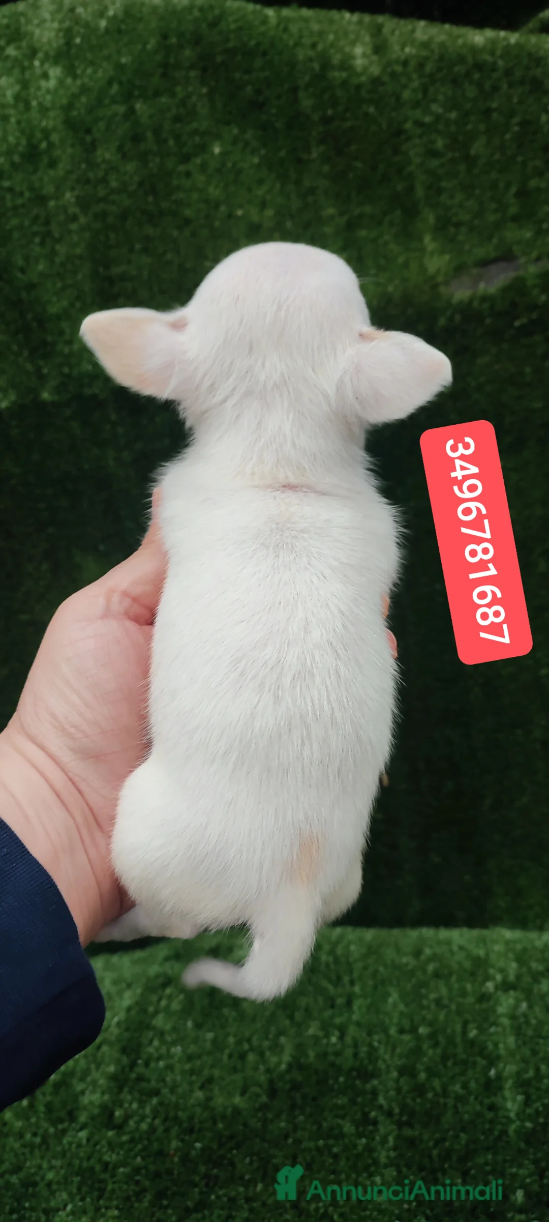 Chihuahua cani in vendita: CHIHUAHUA cucciolino bijoux - Annuncio 3