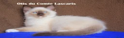 Ragdoll gatti in vendita: Oliver dolcissimo cucciolo da compagnia a Provincia di Imperia - Annuncio 4