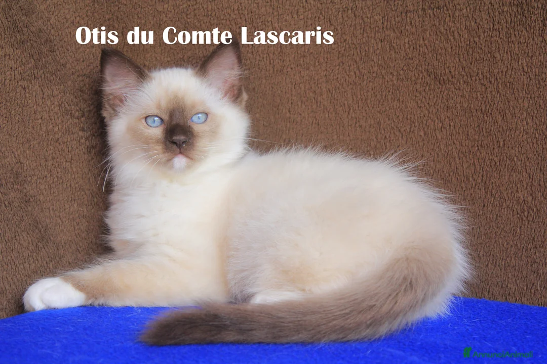 Ragdoll gatti in vendita: Oliver dolcissimo cucciolo da compagnia a Provincia di Imperia - Annuncio 4