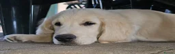 Golden Retriever cani in vendita: CUCCIOLI GOLDEN RETRIEVER  - Annuncio 1