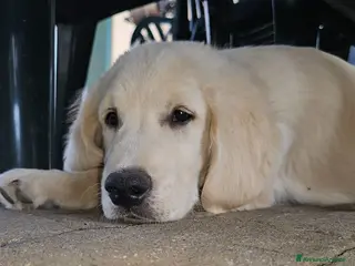 Golden Retriever cani CUCCIOLI GOLDEN RETRIEVER - Annuncio 2