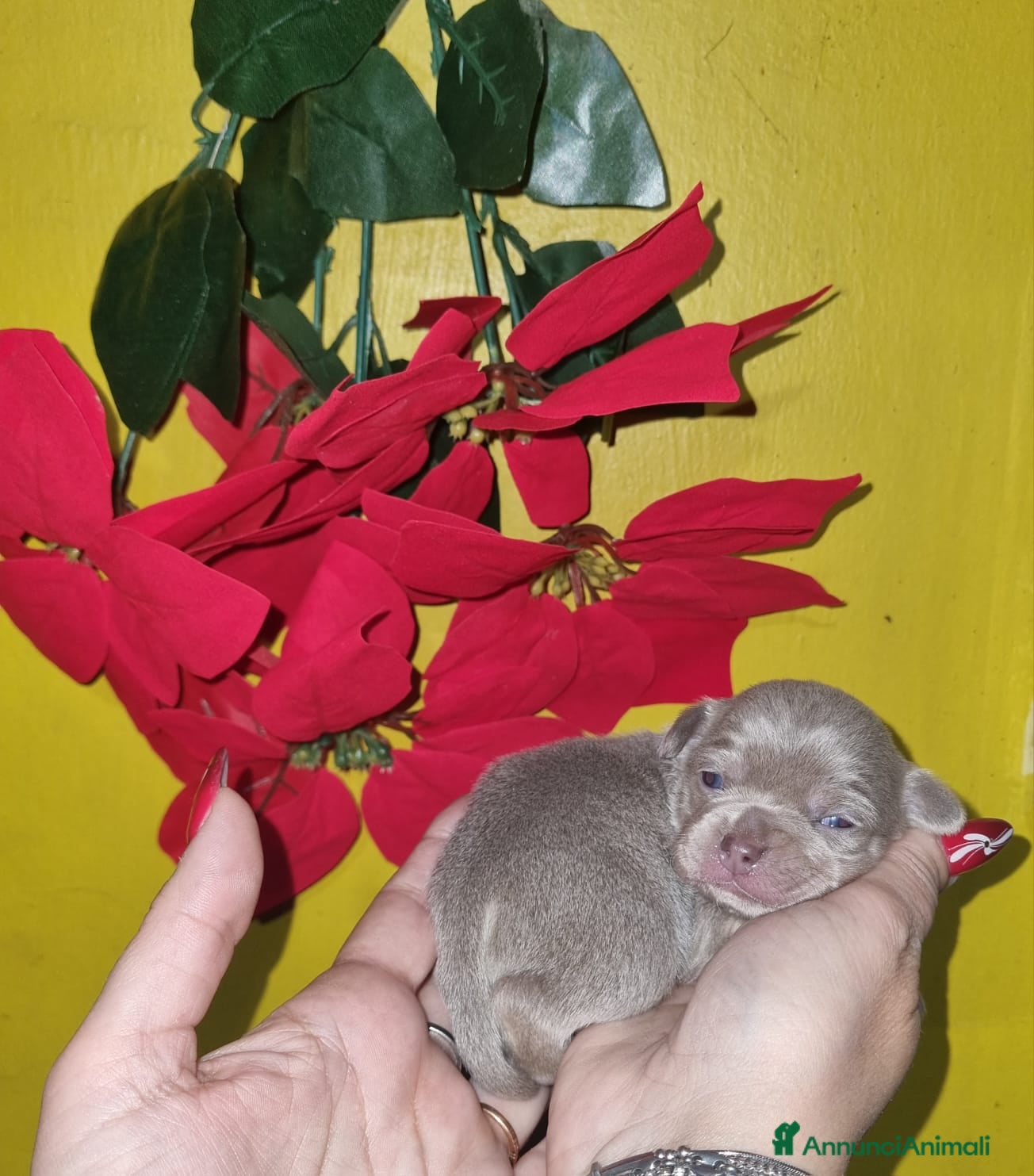 Chihuahua cani Cuccioli di chiuhauha toy puri  - Annuncio 1