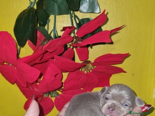 Chihuahua cani Cuccioli di chiuhauha toy puri - Annuncio 1