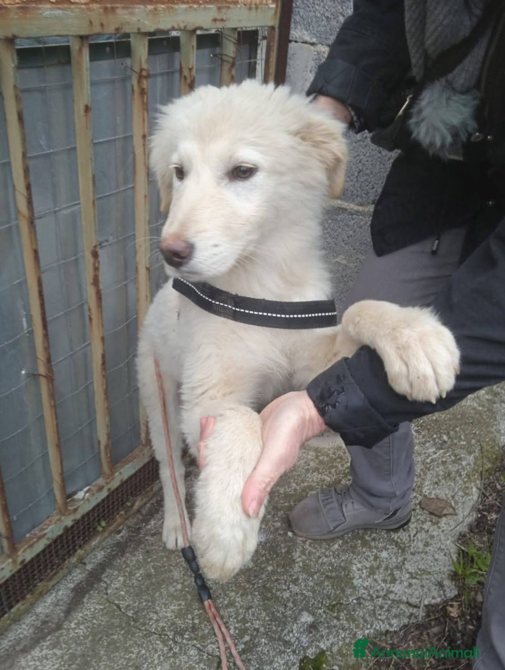 Meticcio cani Simba femmina splendida 5mesi SOS CASA CATANIA - Annuncio 4