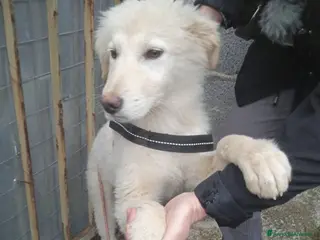 Meticcio cani Simba femmina splendida 5mesi SOS CASA CATANIA - Annuncio 4