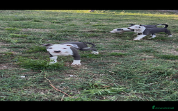 Pitbull cani in vendita: American Pitbul terrier UKC a Provincia di Rieti - Immagine 2
