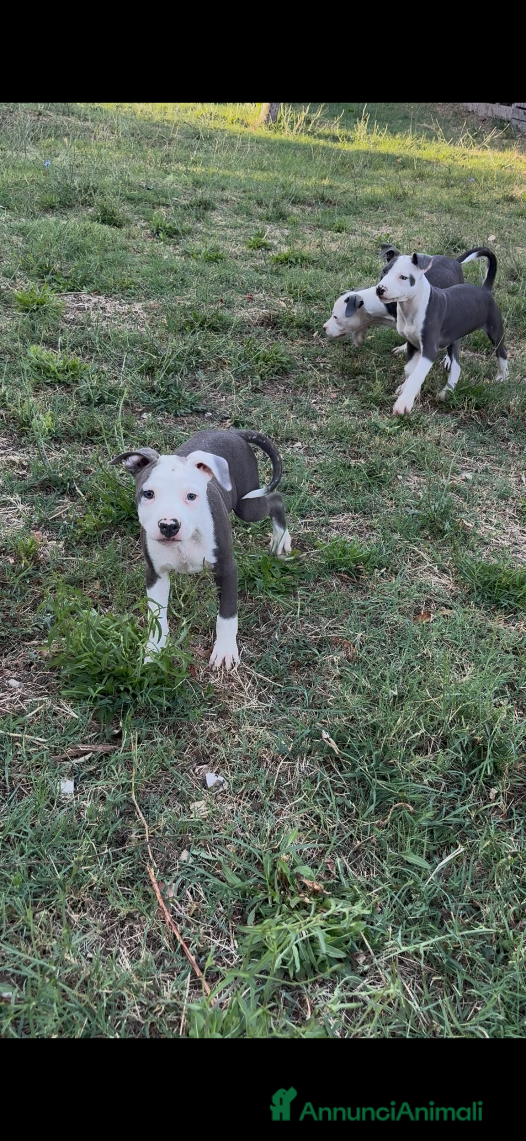 Pitbull cani in vendita: American Pitbul terrier UKC a Provincia di Rieti - Immagine 2