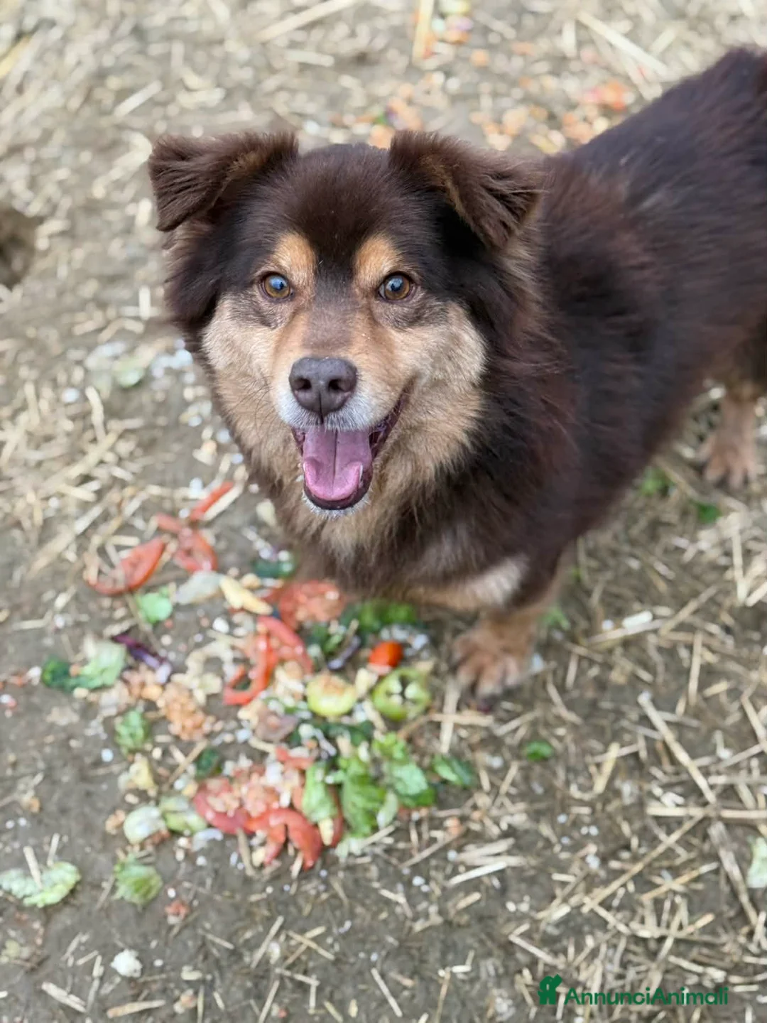 Meticcio cani in regalo: CHILI, pelosone TAGLIA PICCOLA! - Annuncio 8