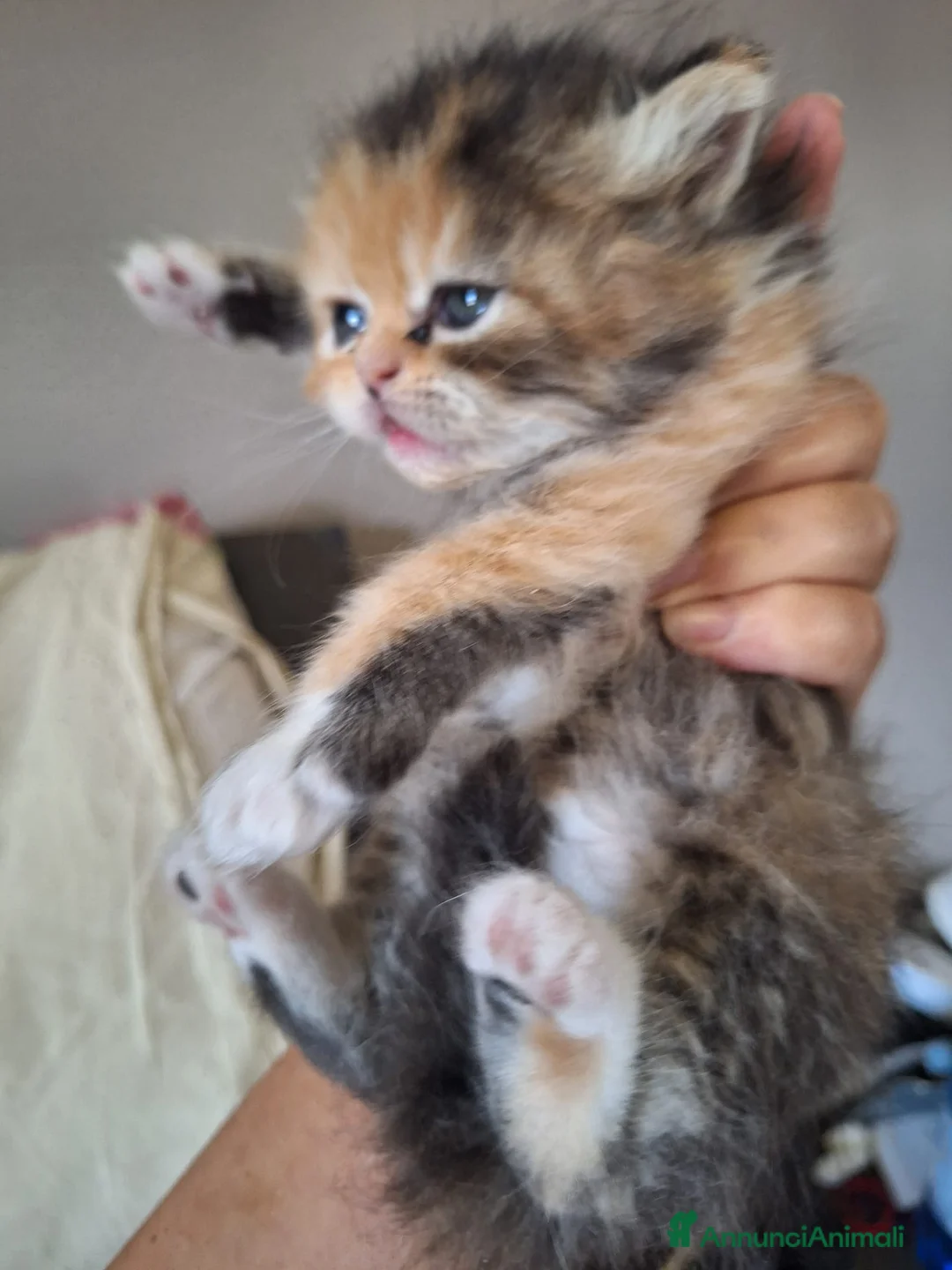 Persiano gatti in vendita: Persiane chinchilla - Annuncio 2