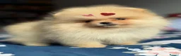 Volpino Pomerania cani in vendita: Volpini spitz pomerania toy - Annuncio 5