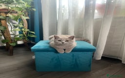 Scottish gatti in vendita: Gattina schottish  a Provincia di Verona - Immagine 1