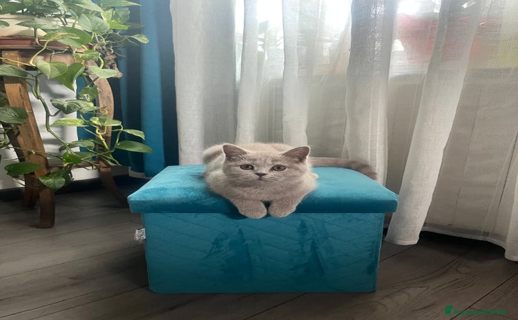 Scottish gatti a Provincia di Verona - Annuncio 9