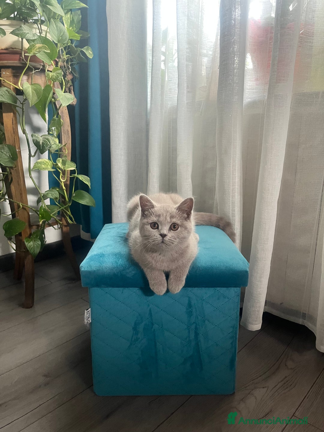Scottish gatti in vendita: Gattina schottish  a Provincia di Verona - Immagine 1