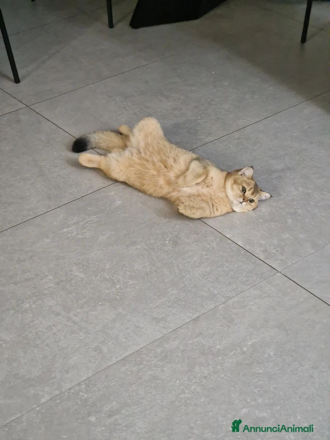 Scottish gatti in vendita: Gatta scottish straight  - Annuncio 1