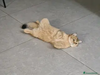 Scottish gatti in vendita: Gatta scottish straight - Annuncio 2