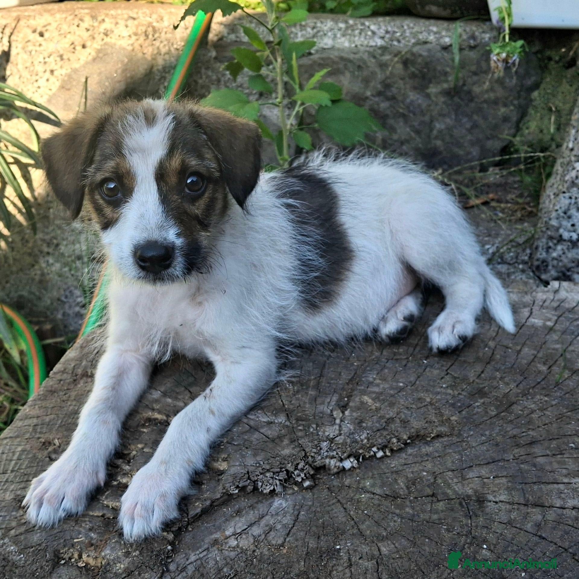 Meticcio cani Cucciola  - Annuncio 16
