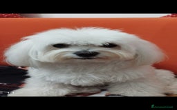Maltese cani per accoppiamento: Maltese cerca fidanzata  a Città metropolitana di Palermo - Immagine 4