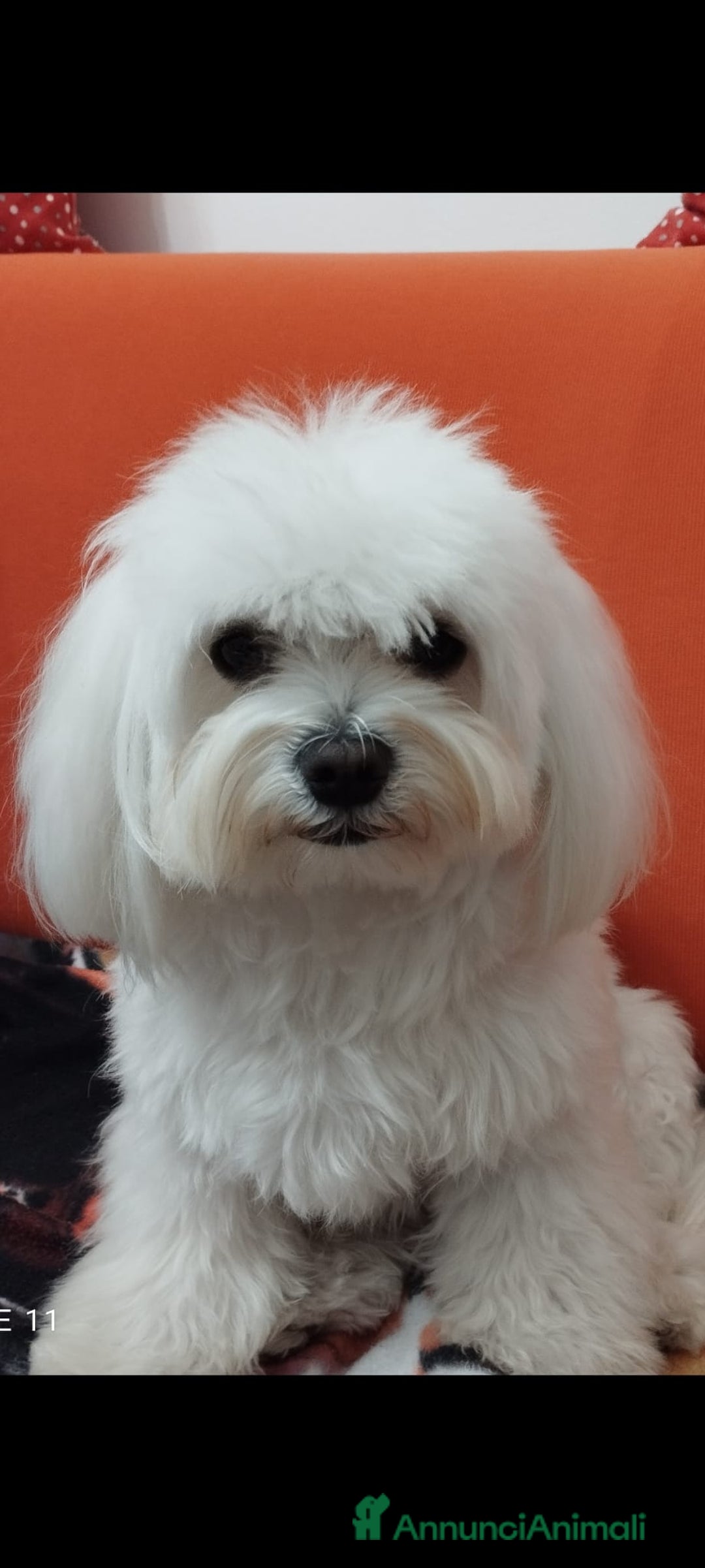 Maltese cani per accoppiamento: Maltese cerca fidanzata  a Città metropolitana di Palermo - Immagine 4