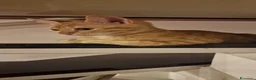 Meticcio gatti in regalo: Sara e i suoi cuccioli  - Annuncio 7