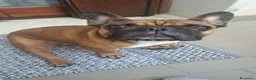 Bulldog Francese cani in regalo: Bulldog francese in regalo  a Provincia di Verona - Annuncio 3