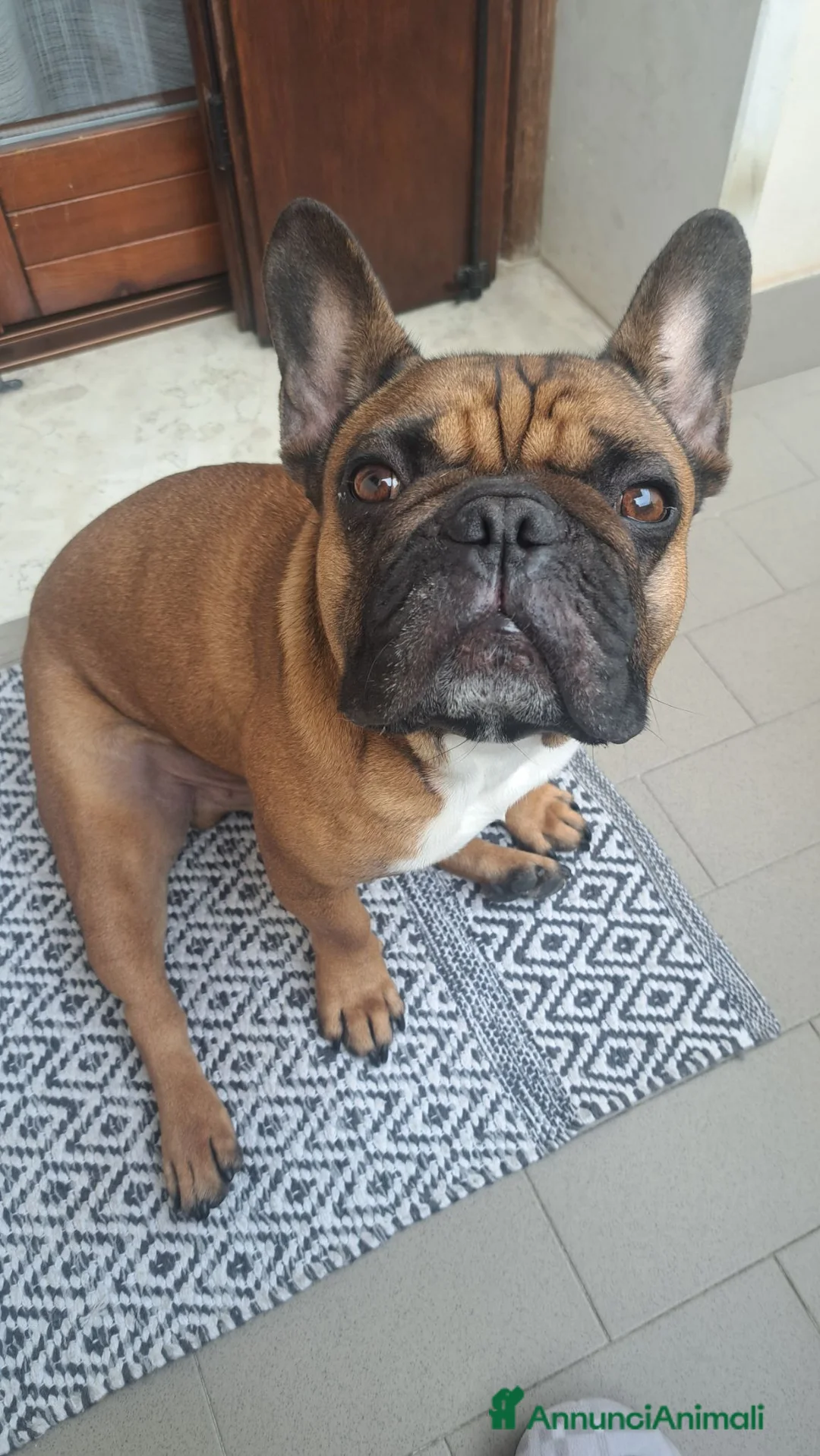 Bulldog Francese cani in regalo: Bulldog francese in regalo  a Provincia di Verona - Annuncio 3