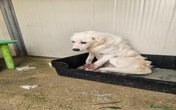 Meticcio cani in regalo: Consuelo: adozione del cuore o stallo  a Città Metropolitana di Genova - Immagine 19