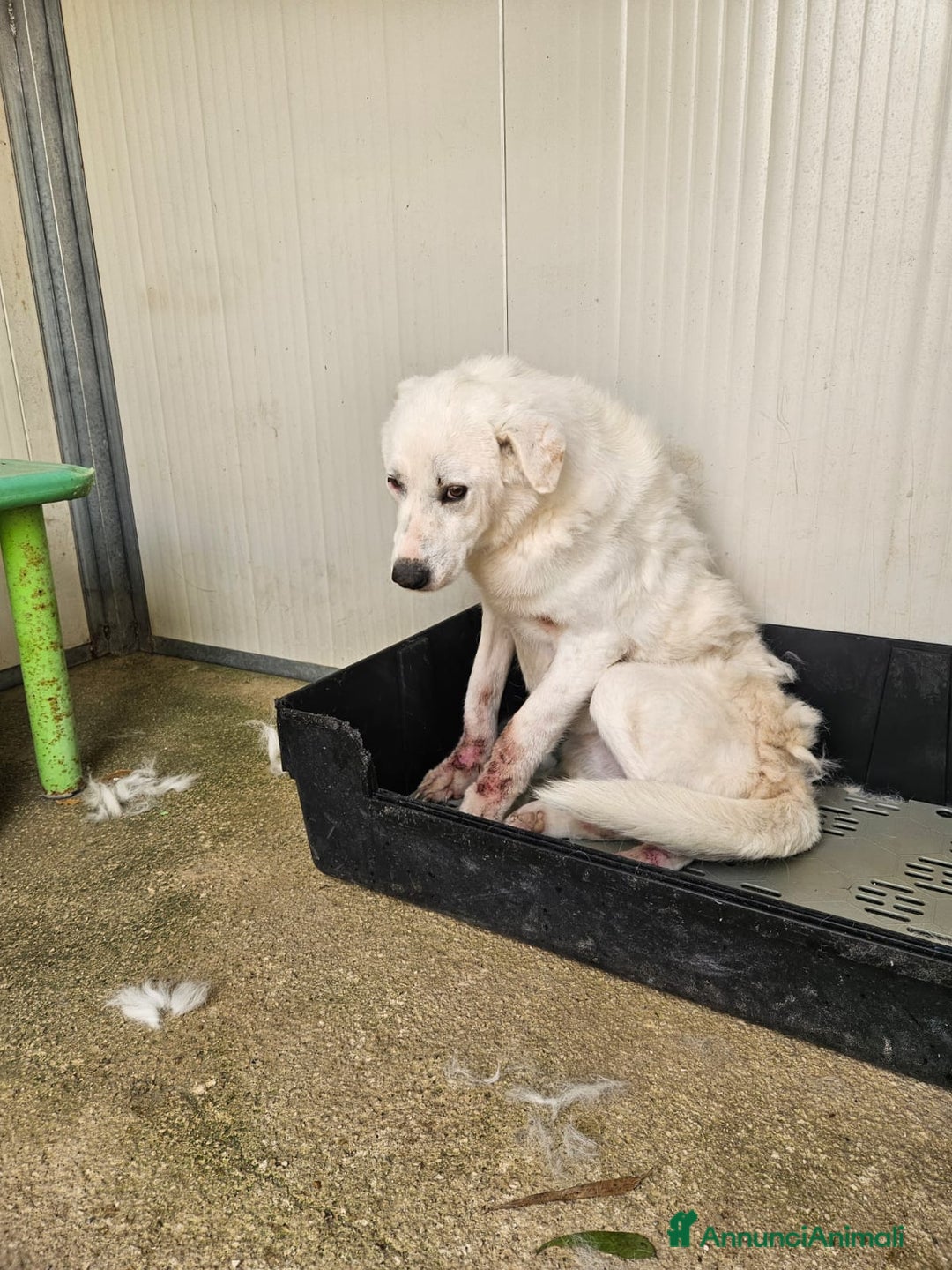 Meticcio cani in regalo: Consuelo: adozione del cuore o stallo  a Città Metropolitana di Genova - Annuncio 19