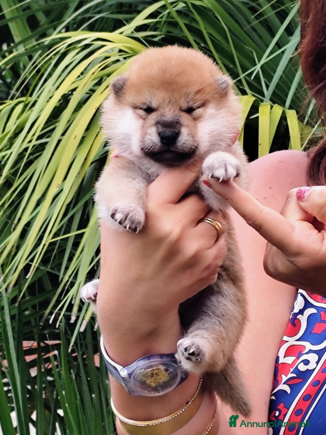 Shiba Inu cani in vendita: Meravigliosi Cuccioli Shiba Inu Serietà e Passione - Annuncio 2